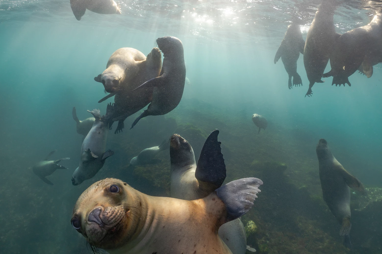 Expedición Madryn: Buceo con Lobos y los mejores naufragios