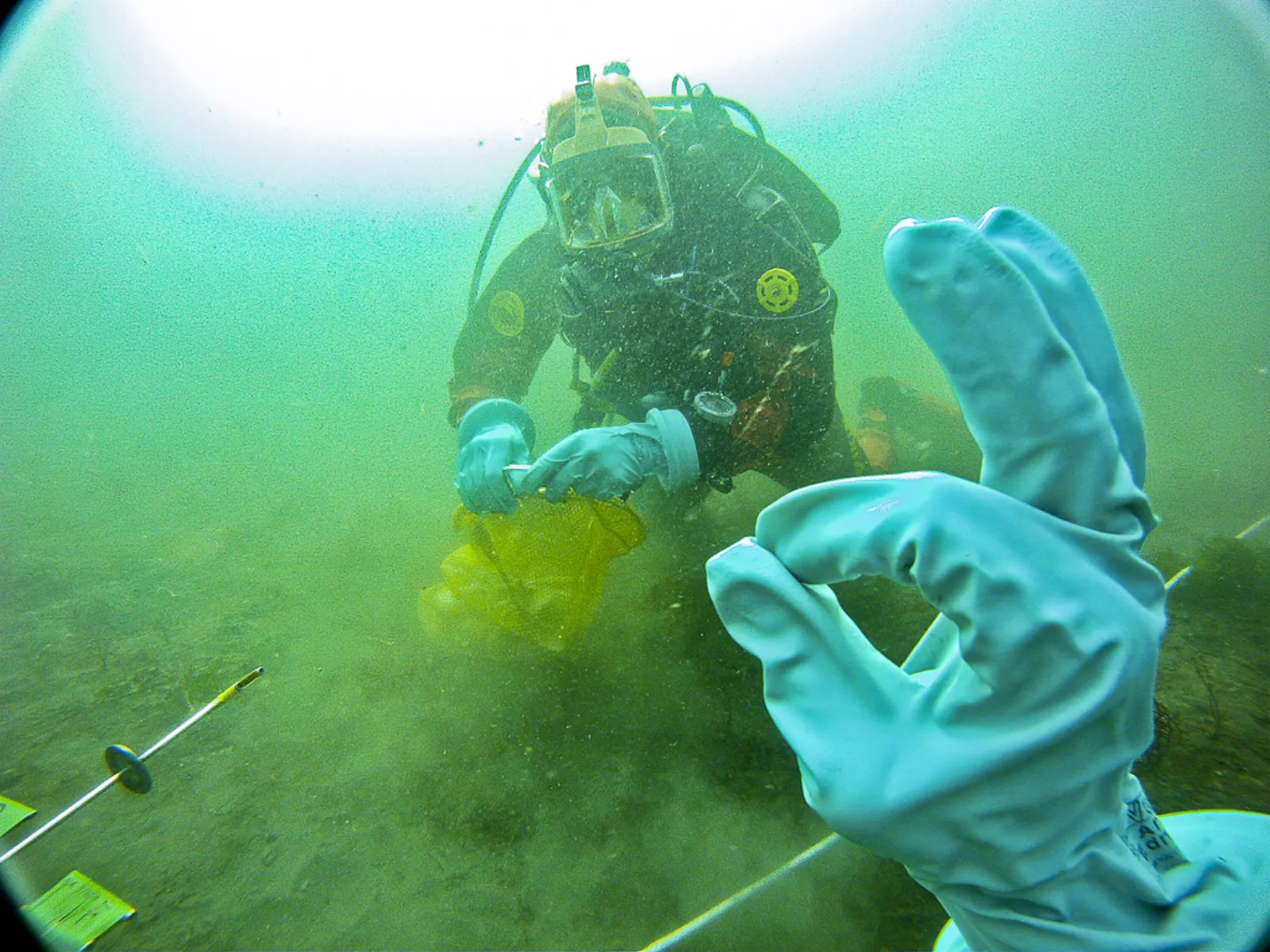 Sistema de compañero (buddy) en buceo | buceo.co