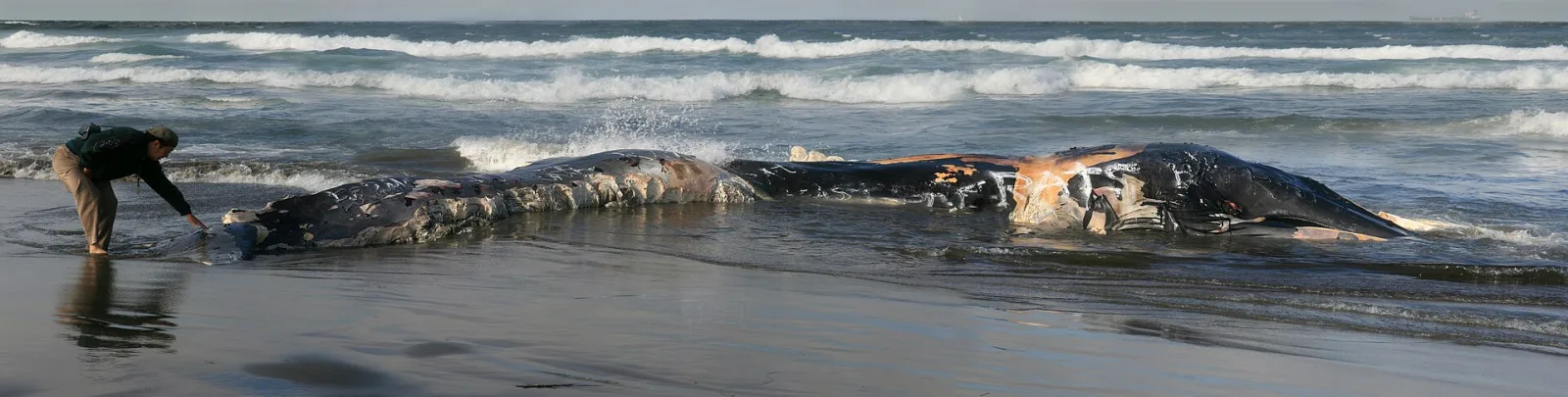 Buceo con tiburón ballena: el gigante inofensivo