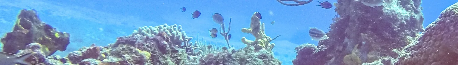 Buceo en Cozumel desde Argentina: guía del instructor