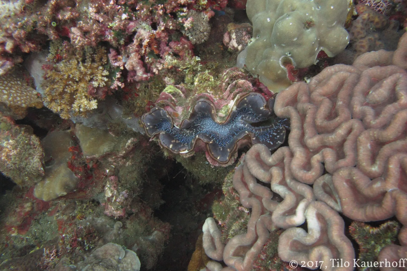 Buceo en Las Grutas: pecios y mar patagónico