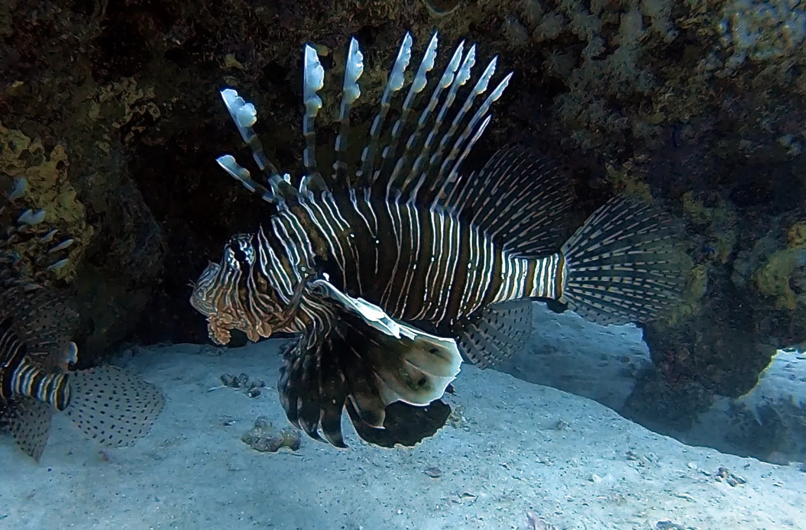 Buceo en Puerto Madryn: lobos marinos y fauna patagónica