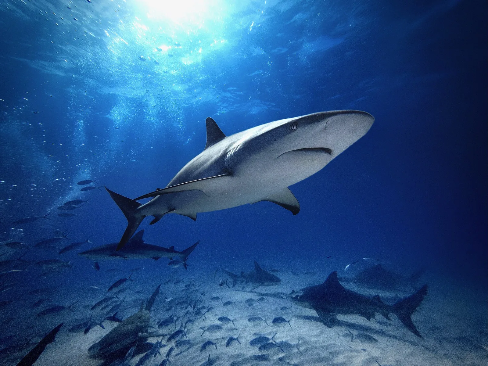Conservación de tiburones: por qué importan al océano