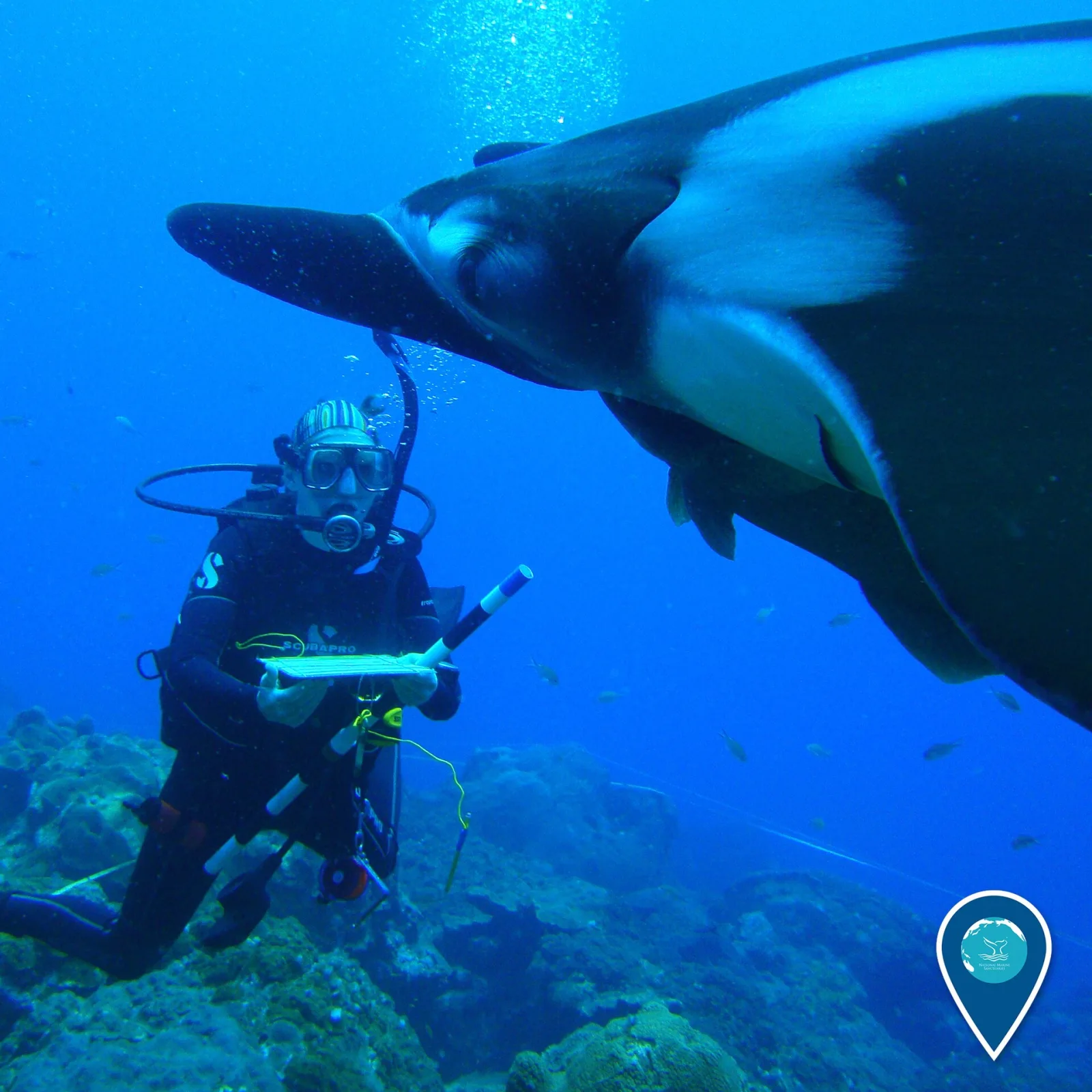 Bucear con mantarrayas: guía de la manta gigante