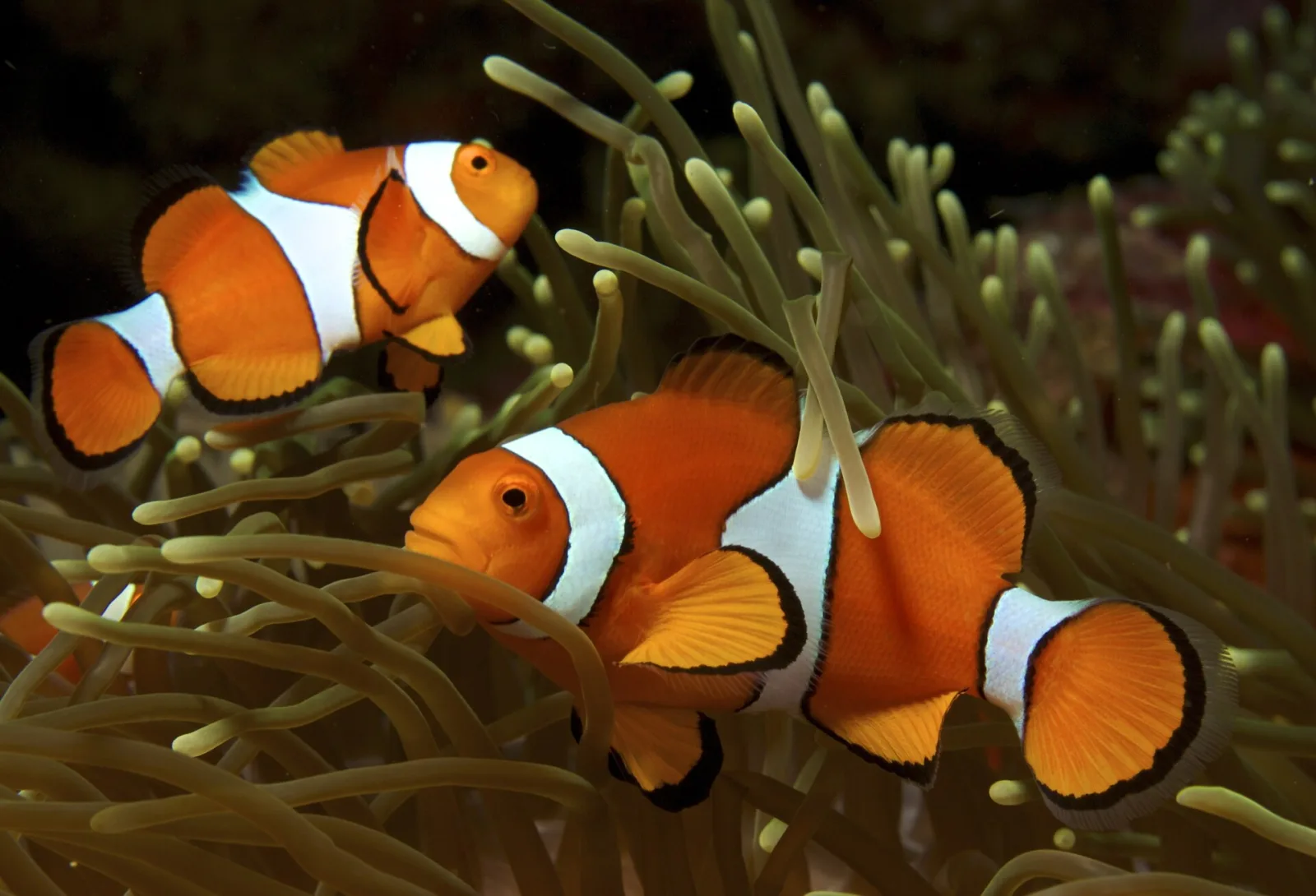 ¿Nemo existe? El pez payaso real detrás de la película