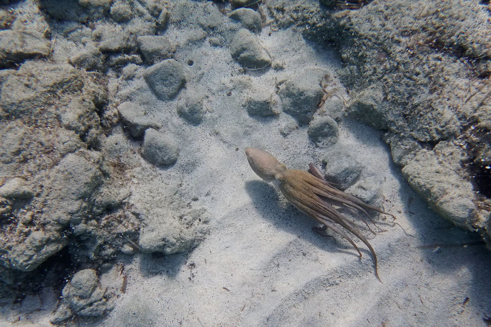 El pulpo en el buceo: el genio del fondo marino