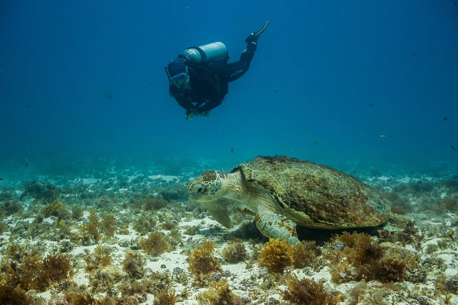 Bucear con tortugas marinas: ficha y guía de observación