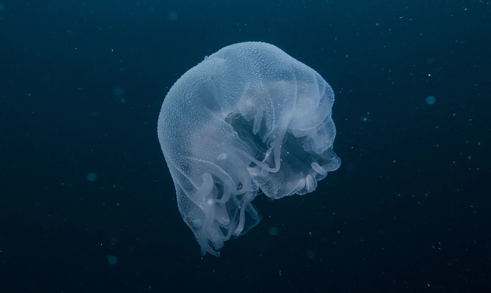 Fotos bajo el agua con el celular: cómo empezar