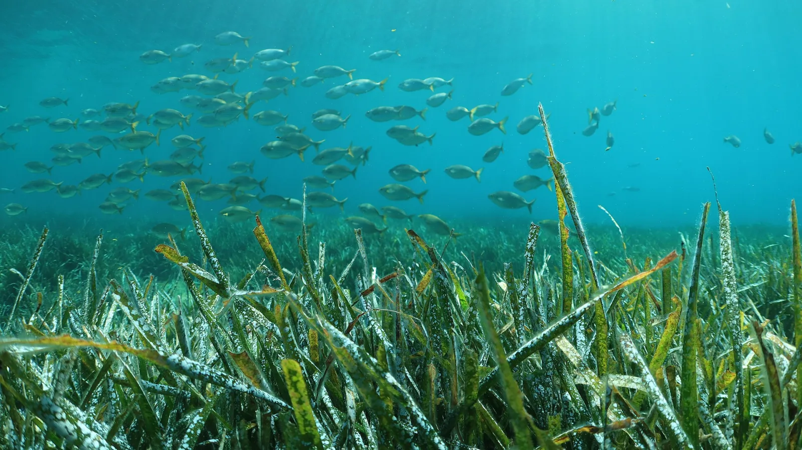 Por qué las fotos bajo el agua salen azules
