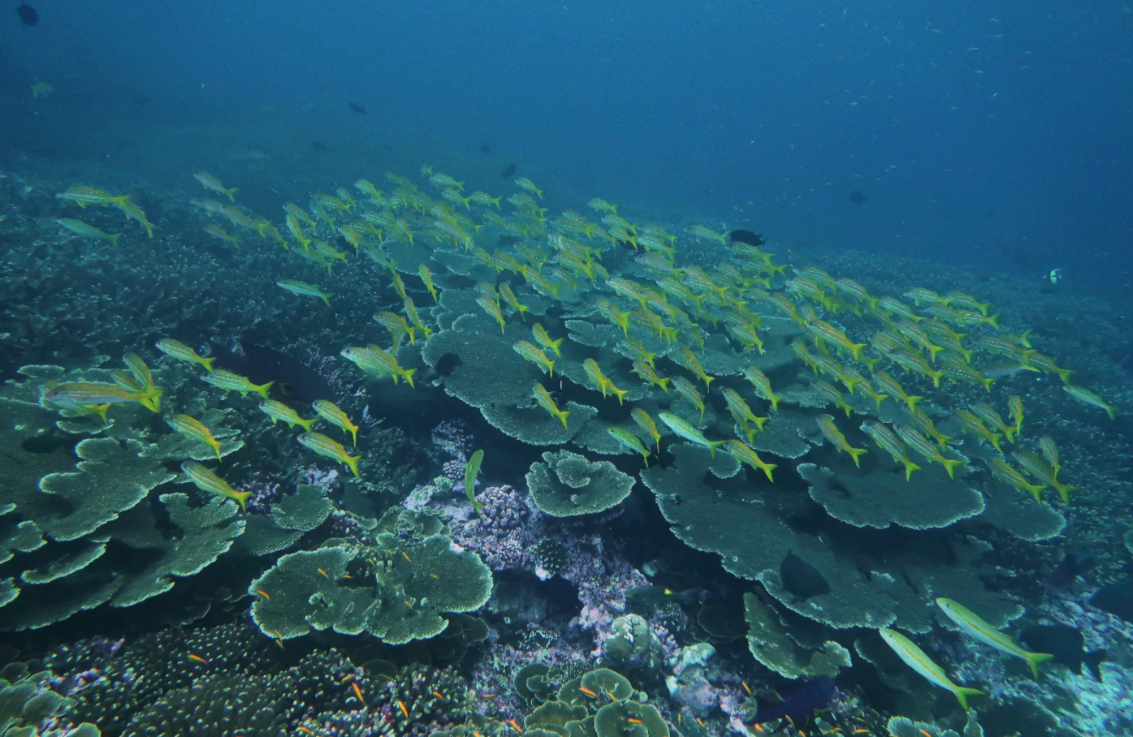 El mejor destino de buceo para principiantes