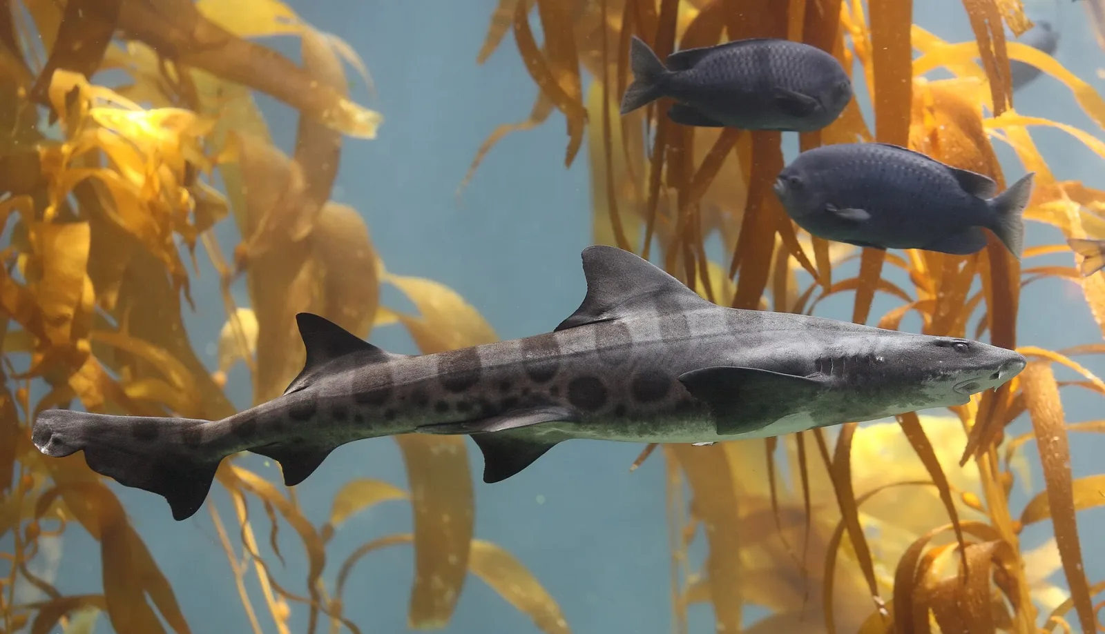¿Hay tiburones peligrosos en Argentina? La verdad sin mitos