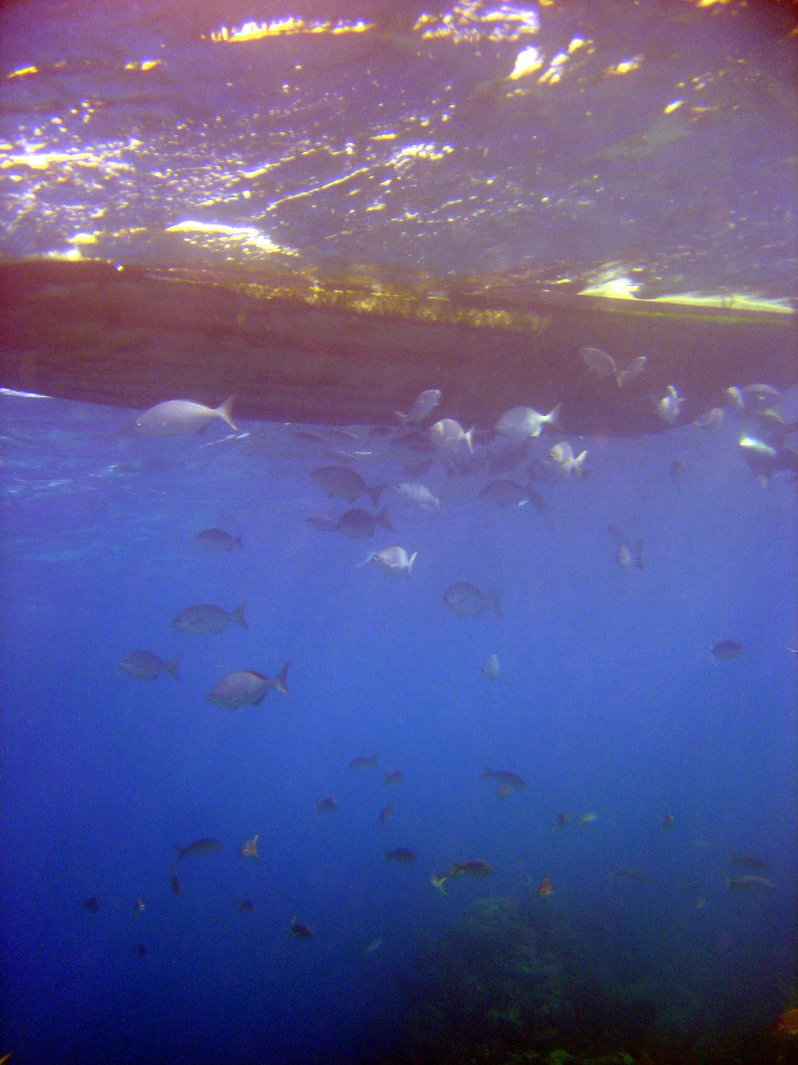Viaje de buceo a Roatán desde Argentina (2028)